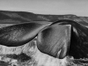 Penisola di Valdés, Argentina. 2004 © Sebastião Salgado/Amazonas Images