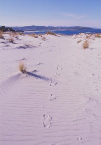 dune di Capo Comino