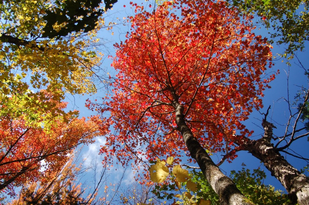 Fall Foliage