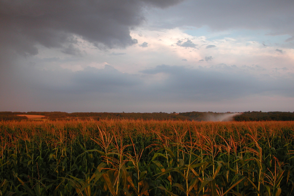 Mais Ogm Mon810  della Monsanto Company