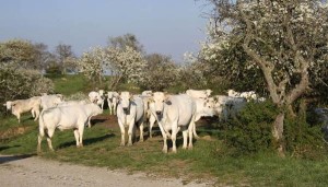 Un allevamento di chianina