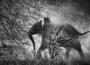 Kafue National Park, Zambia, 2010© Sebastião Salgado/Amazonas Images