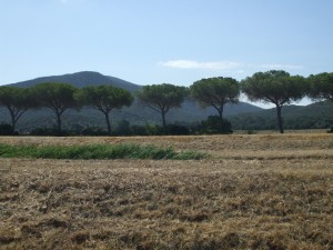 maremma6