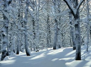 parco abruzzo1