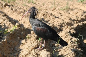 Ibis eremita