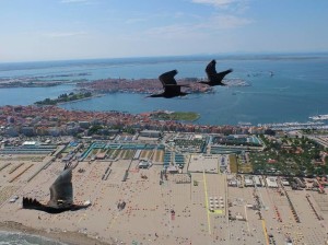 Ibis sopra Venezia