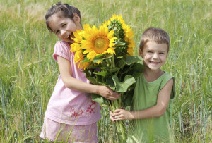 Two kids with sunflowers  in a wheat field