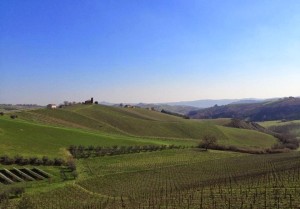 Le colline marchigiane