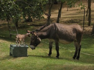 Un asinello dell'agriturismo