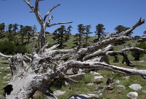 Parco-Nazionale-del-Pollino