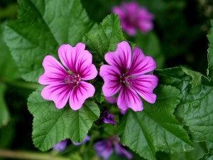 Malva (www.cure-naturali.it)