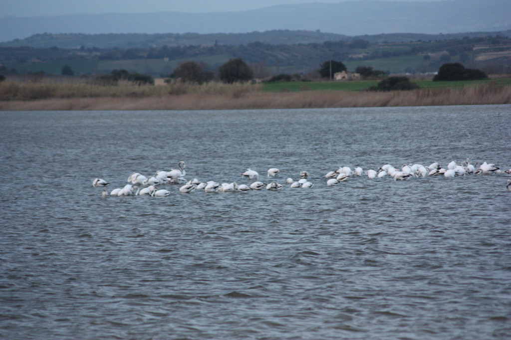 Stormo di uccelli