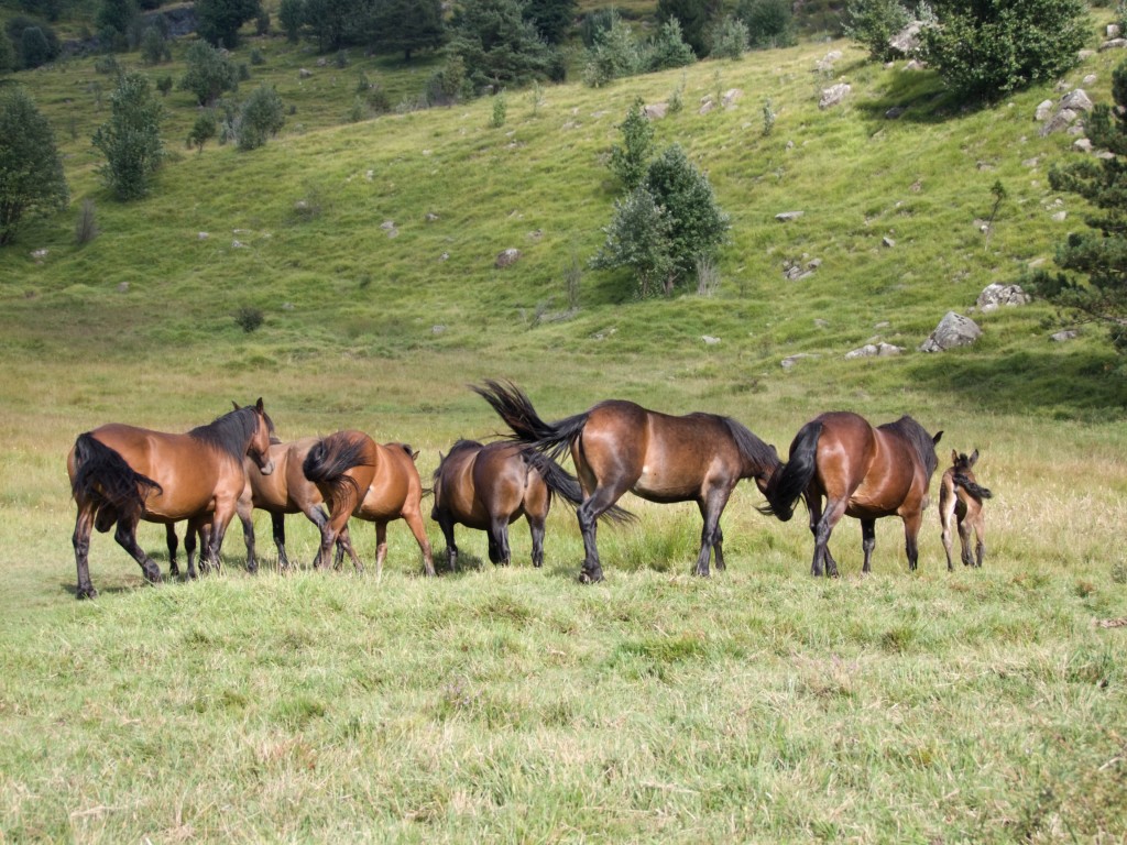 Branco di cavalli selvaggi 