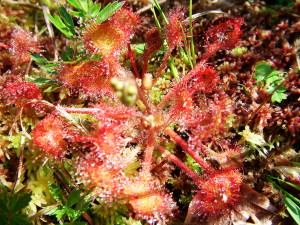 Rosolida (Drosera rotundifolia)