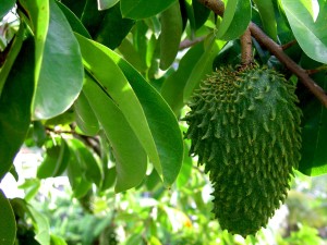 Annona_muricata