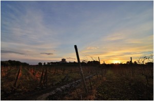 Vigneto nei pressi del Parco urbano