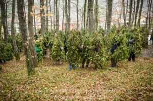 La Foresta che Cammina - Satriano di Lucania (www.ilquotidianodellabasilicata.it)