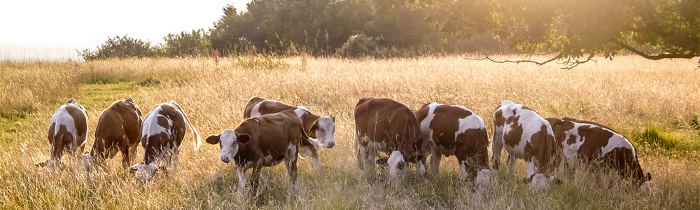Tra gli animali del bio-agriturismo, non potevano mancare le mucche (www.parcorurale.it)