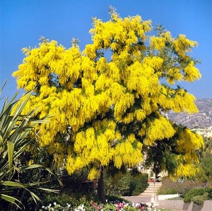 Mimosa Acacia dealbata (ebay.com)