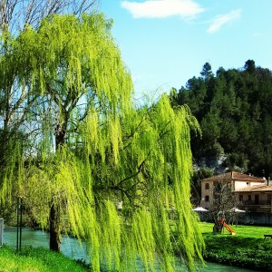 Salice piangente sul fiume Nera, Scheggino (PG)