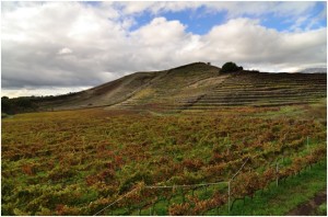 I vigneti di Monte Troina, presso Pedara