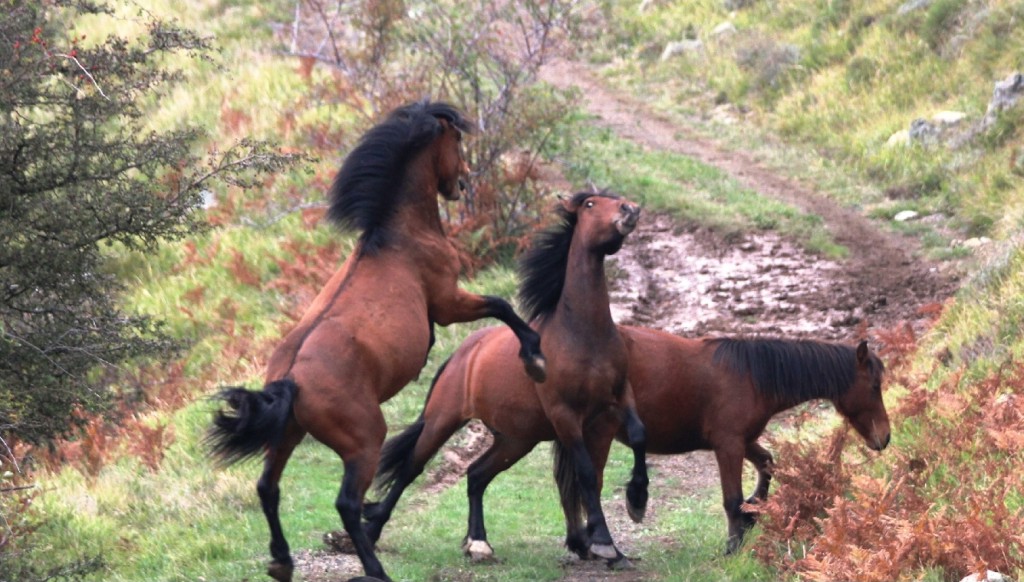 Cavalli selvaggi nell'Aveto (www.tigullionews.com)