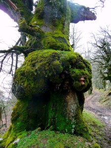 Una delle querce secolari