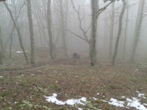 Bosco di Malabotta o Sentiero dei Patriarchi