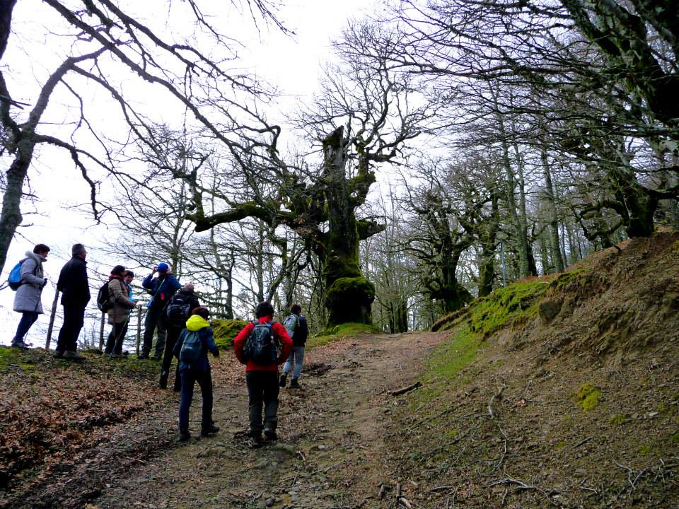 Bosco di Malabotta