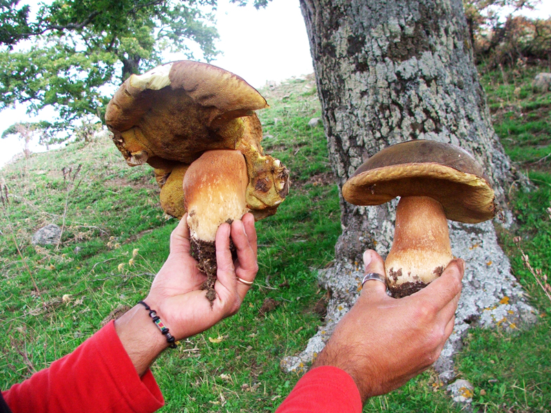 Funghi di Sicilia