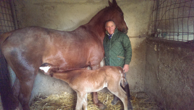 Il proprietario e la giumenta con il suo puledro