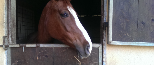 Cavallo Sicilia