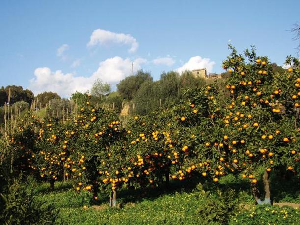 Aranci nel Giardino (www.corriere.it)