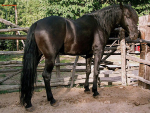 Il Cavallo Tolfetano (www.cavallotolfetano.it)
