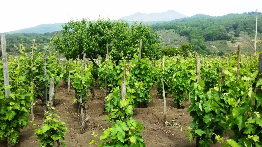 Vigne della Tenuta Monte Gorna