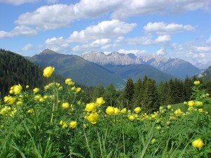 Il sentiero dei fiori (www.visitvalsugana.it)