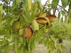 Grappoli di mandorla Avola (agronotizie.imagelinenetwork.com)