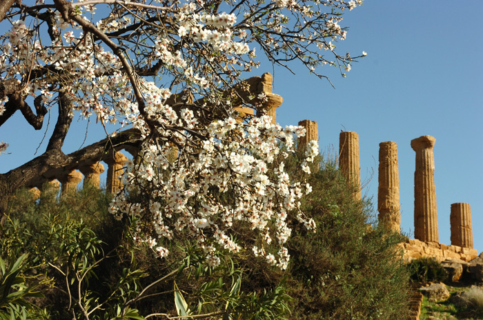 Mandorlo-in-fiore-Agrigento1