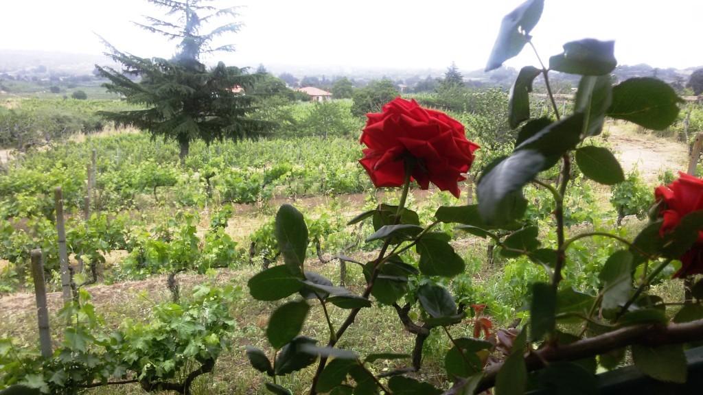 I vigneti e le rose di Terra Costantino