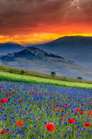 1. Fiorita di Castelluccio