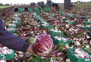 Radicchio rosso di Chioggia Igp