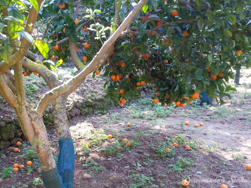 Agrumi al Giardino della Kolymbetra – descobrindoasicilia.com dd