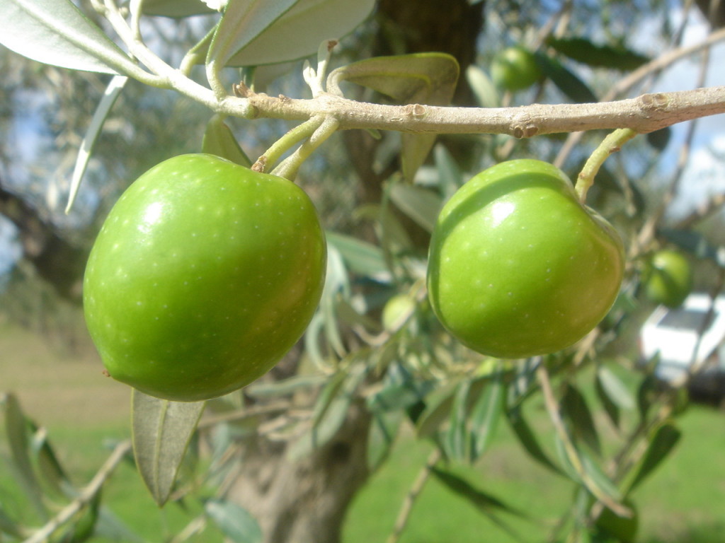 Oliva Nocellara del Belice Wikipedia