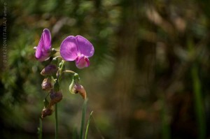 Orchidea selvatica alle Pratarelle di Orvinio