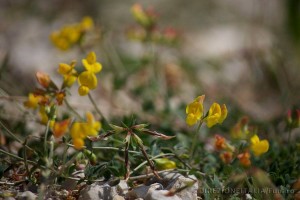 Orchidee selvatiche alle Pratarelle di Orvinio.