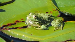 Una delle rane del bio-lago