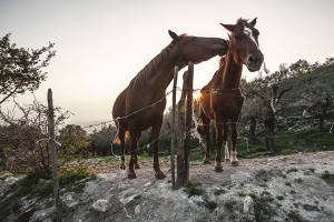 Olevano sul Tusciano: frazione di Salitto