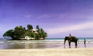Elefanti sulla spiaggia in Sri Lanka