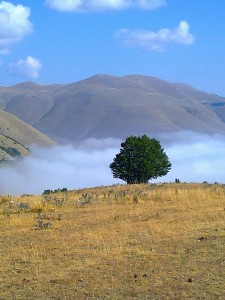 albero castelluccio