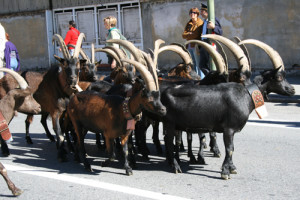 Altra immagine della Désarpa - www.ruralpini.it